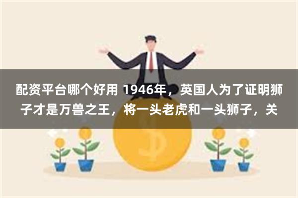 配资平台哪个好用 1946年，英国人为了证明狮子才是万兽之王，将一头老虎和一头狮子，关