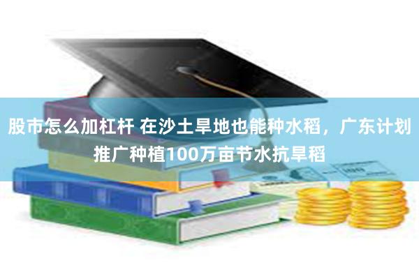 股市怎么加杠杆 在沙土旱地也能种水稻，广东计划推广种植100万亩节水抗旱稻